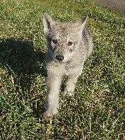 Femelle gris de loup (4)