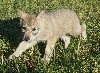 Femelle gris de loup (5)