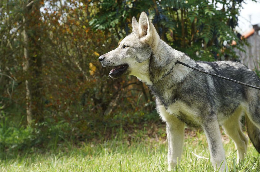 chiot Chien-loup de Saarloos Canens Africae