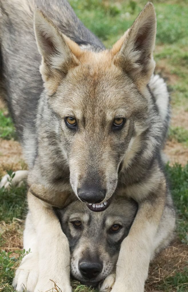 chiot Chien-loup de Saarloos Canens Africae