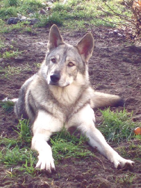 Canens Africae Drak Duska Donko