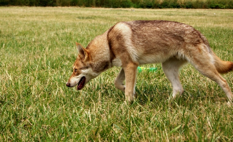 CH. Canens Africae E'kumaï