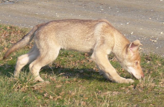 Canens Africae G'bart