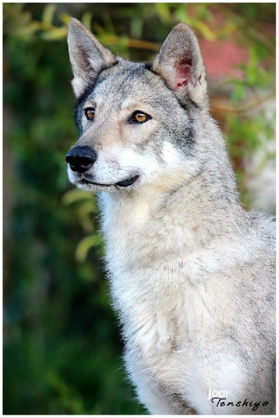 CH. Canens Africae Delsie dryade