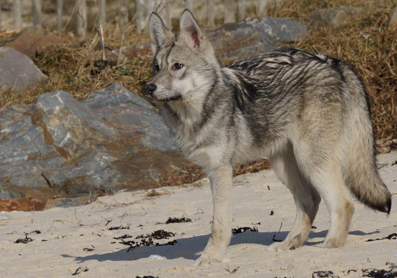 Canens Africae Hindiana