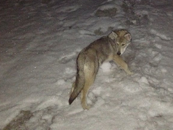 Canens Africae Iberia wolf