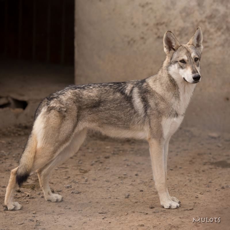 Canens Africae Ima