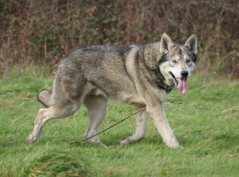 Canens Africae Hypnos