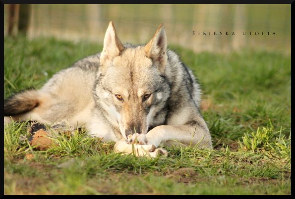 Canens Africae Jiwa nakoma