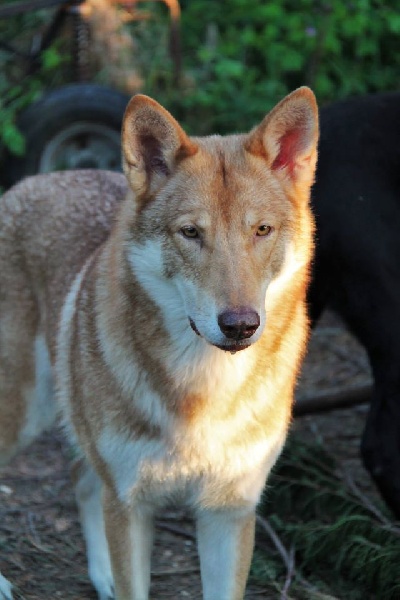 Canens Africae Gossip
