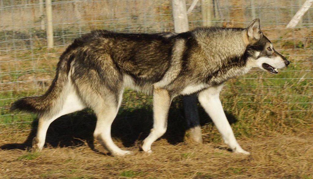 Canens Africae Nox