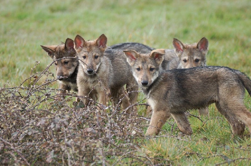 Chiot Chien-loup de Saarloos Canens Africae